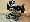 Focus �erna-b�ov�
