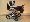 Focus �vestka-b�ov�