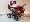 Focus �erven�-b�ov�