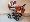 Focus c�hla-b�ov�