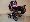 Focus �ern� s kv�ty III